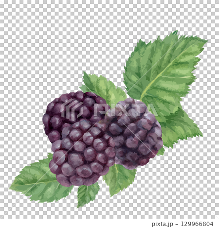 黑莓插圖畫水彩 129966804