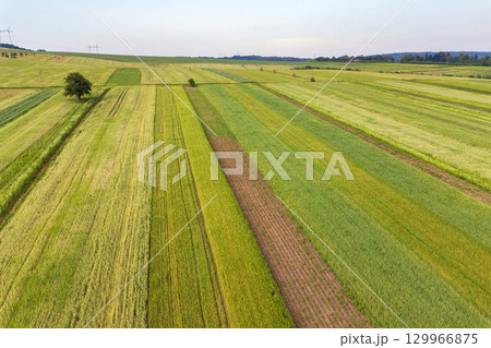 Aerial view of green agriculture fields in spring with fresh vegetation after seeding season. 129966875