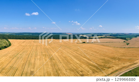 Aerial landscape view of yellow cultivated agricultural field with dry straw of cut down wheat after harvesting 129966880