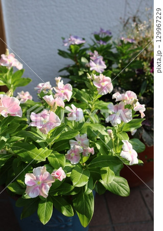 朝陽を浴びるパステルカラーのニチニチソウ 129967229