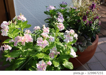 ニチニチソウの花寄せ鉢 ニチニチソウの花寄せ鉢 129967231