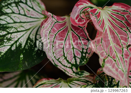 カラディウム・ピンクシンフォニー02 129967263