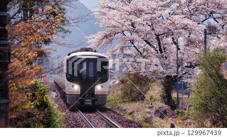 桜と特急ひだ 桜と特急ひだ 129967439