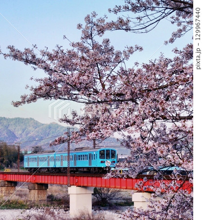愛知川橋梁と桜 愛知川橋梁と桜 129967440