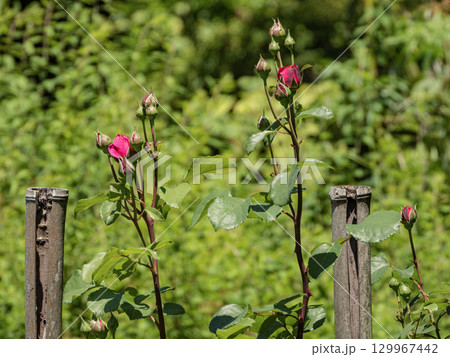 赤坂お茶屋屋敷園内の景色 129967442