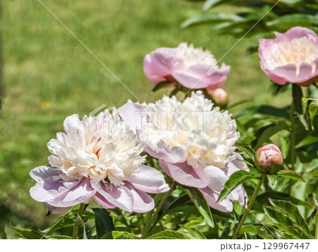 赤坂お茶屋屋敷園内の景色 129967447