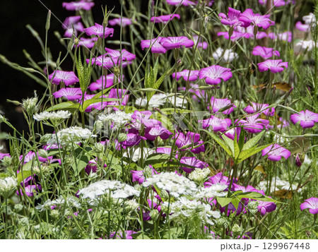 赤坂お茶屋屋敷園内の景色 129967448
