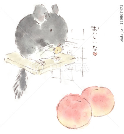 山梨の桃と端切れを食べるチンチラの水彩画イラスト 129967473