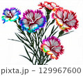 虹色のカーネーション 129967600