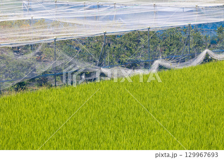 田んぼを守る農業用ネット 129967693