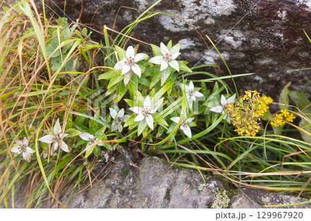 ハヤチネウスキソウ 129967920