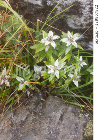 ハヤチネウスキソウ 129967922