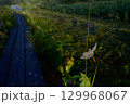 朝露に濡れたトンボ 129968067