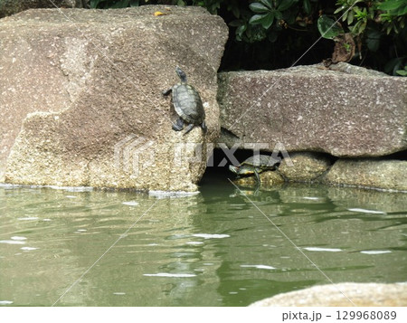 浜ノ池瀧脇の大岩に亀 浜ノ池瀧脇の大岩に亀 129968089