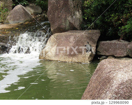 浜ノ池瀧脇の大岩に亀 浜ノ池瀧脇の大岩に亀 129968090