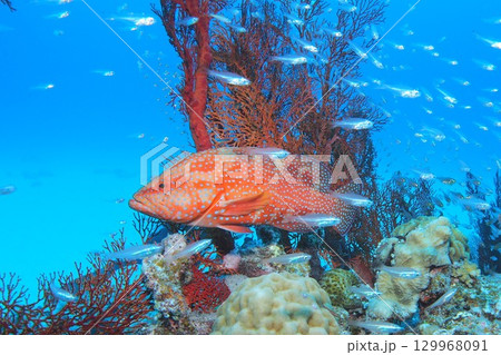 ユカタハタと青い海と魚たち 水中写真 ユカタハタと青い海と魚たち 水中写真 129968091