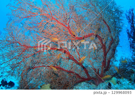イソバナに舞うキンギョハナダイ　水中写真 129968093