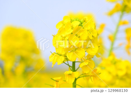 春の陽射しを浴びる菜の花 129968130