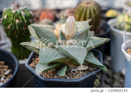 Ariocarpus Retususus with flower bud before blooming. Ariocarpus are endangered and quite rare in the wild.  129968145