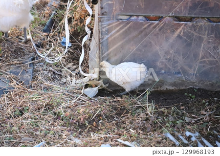 ビニールを突く烏骨鶏の雛 129968193