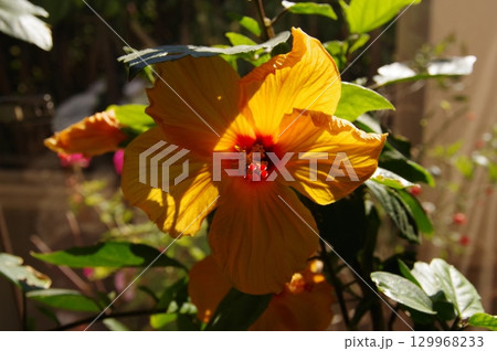 ムクゲ ハイビスカス（ブッソウゲ）斜光撮影1 129968233