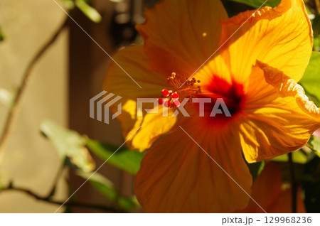 ムクゲ ハイビスカス（ブッソウゲ）斜光撮影4 129968236