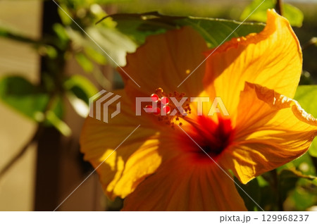 ムクゲ ハイビスカス（ブッソウゲ）斜光撮影5 129968237