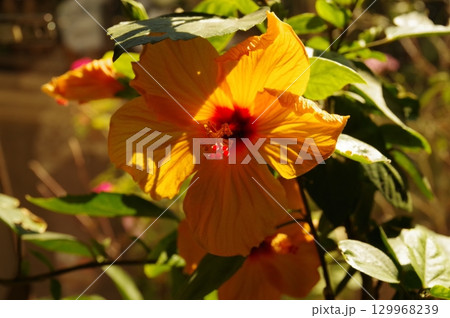 ムクゲ ハイビスカス（ブッソウゲ）斜光撮影6 129968239