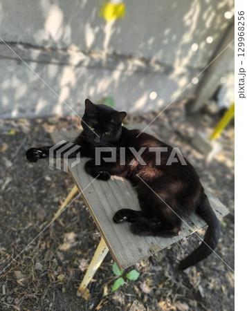 Elegant Black Cat Relaxing on Miniature Wooden Table in Summer Garden, Serene Feline 129968256