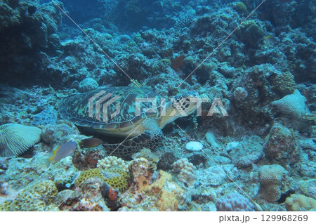 サンゴ礁で休むアオウミガメ　水中写真 129968269