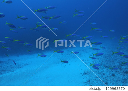 ウメイロモドキの群れと青い海　水中写真 129968270