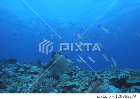 ウメイロモドキの群れと青い海　水中写真 129968274
