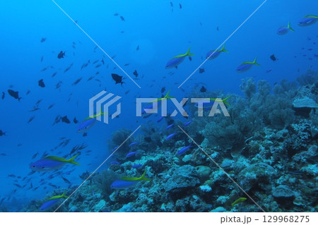 ウメイロモドキの群れと青い海　水中写真 129968275