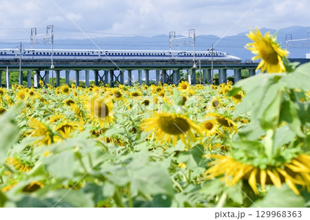 ひまわり畑と東海道新幹線 129968363