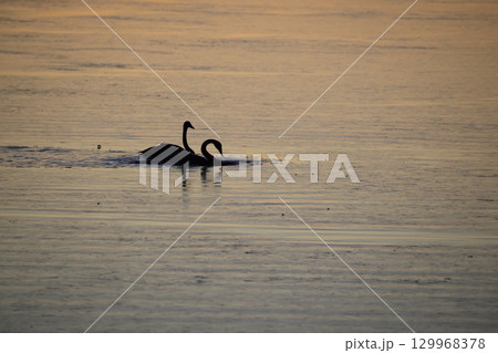 オオハクチョウのシルエット 129968378