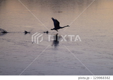 オオハクチョウのシルエット 129968382