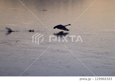 オオハクチョウのシルエット 129968383