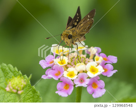 ランタナの蜜を吸うイチモンジセセリ ランタナの蜜を吸うイチモンジセセリ 129968548