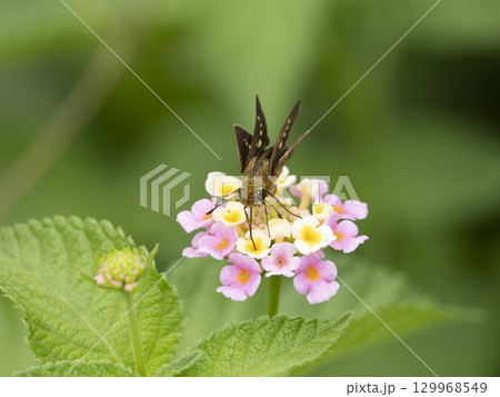ランタナの蜜を吸うイチモンジセセリ 129968549