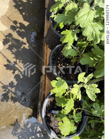 菊の水やり 菊の水やり 129968574