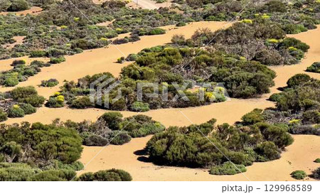 A breathtaking and stunning desert landscape featuring an abundance of lush vegetation and life 129968589