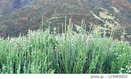 A stunning and scenic mountain landscape adorned with vibrant wildflowers in bloom 129968602