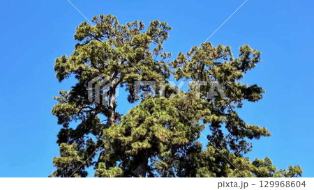Majestic Pine Trees Standing Tall and Proud Against a Perfectly Clear and Blue Sky Above Them Majestic Pine Trees Standing Tall and Proud Against a Perfectly Clear and Blue Sky Above Them 129968604