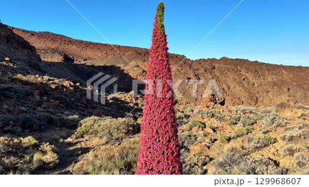 A Beautiful and Gorgeous Red Flowering Plant Displayed Against a Dramatic Rocky Landscape 129968607