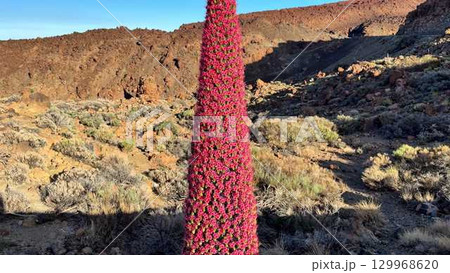 A Stunning Red Towering Flowering Plant Thrives in an Expansive Arid Landscape Setting 129968620