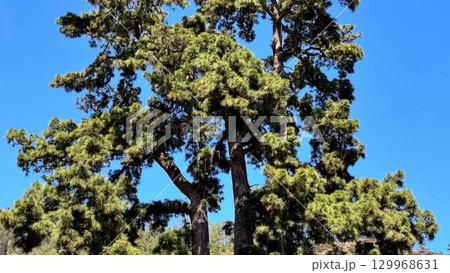 Majestic Pine Trees Standing Tall Under a Beautifully Clear Blue Sky on a Summer Day Majestic Pine Trees Standing Tall Under a Beautifully Clear Blue Sky on a Summer Day 129968631