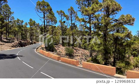 A beautifully scenic curved road that gracefully winds its way through a lush pine forest 129968632