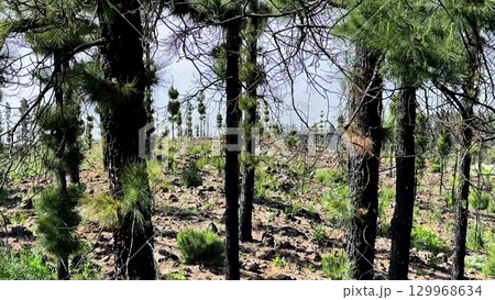 A Beautiful and Lush Forest Landscape Featuring Young Pines Surrounded by Rocky Ground 129968634
