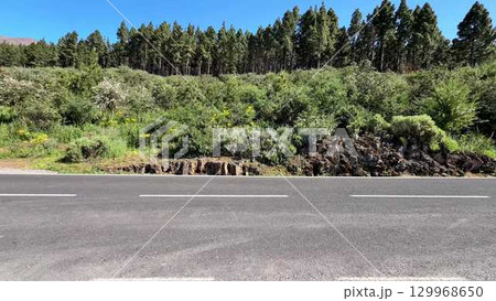 Lush Greenery Gracefully Lining a Beautifully Scenic Road Vividly Surrounded by Nature 129968650