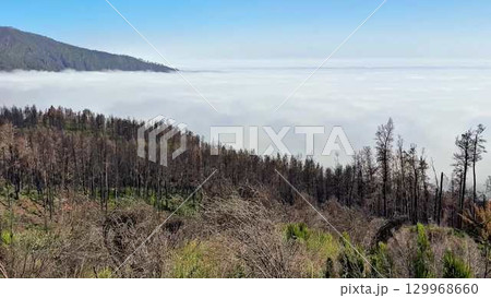 A Scenic PostWildfire Landscape Enveloped in Misty Fog That Invites Exploration and Reflection 129968660